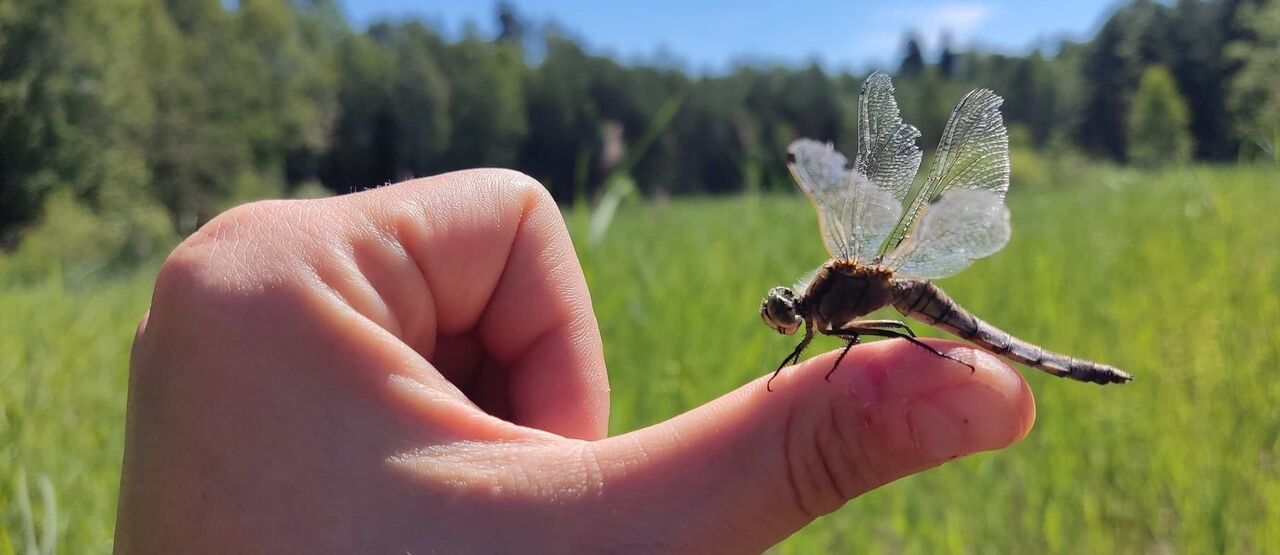 Pomohli jsme s výkupem dalšího mokřadu, je to ráj orchidejí