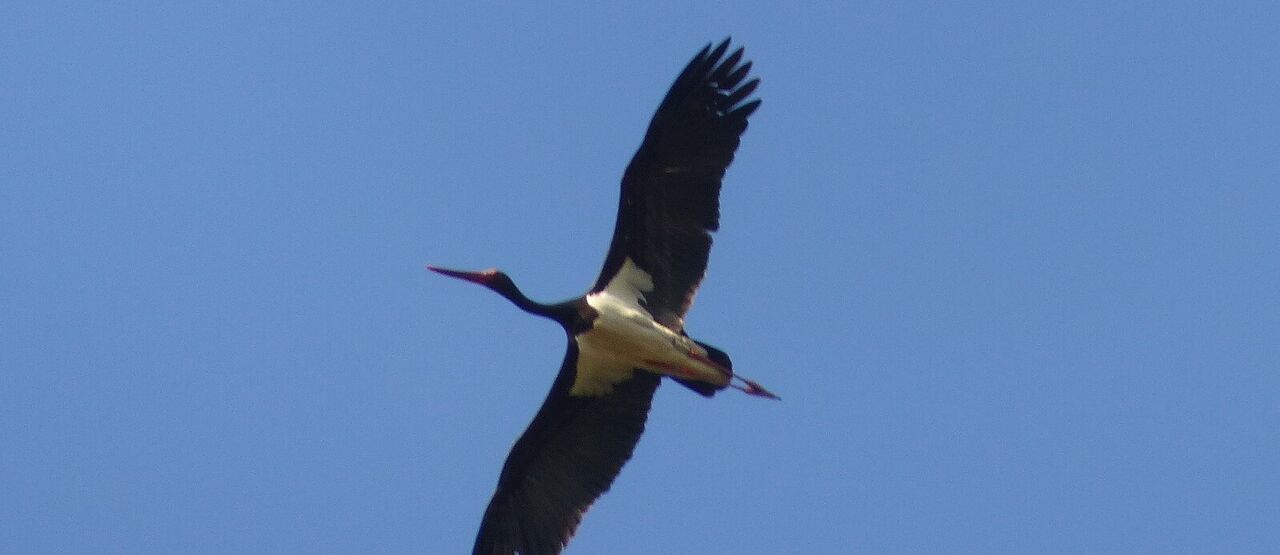 Nové tůně plné vážek