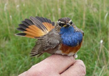 Sedmihorské mokřady – ohlédnutí za úspěšným rokem