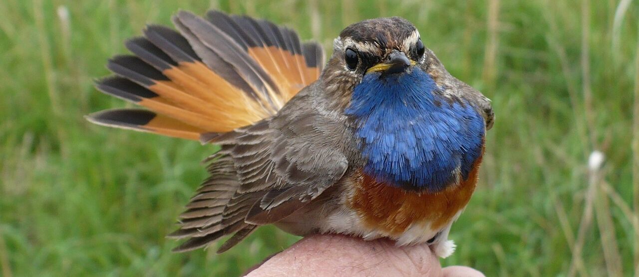 Sedmihorské mokřady – ohlédnutí za úspěšným rokem