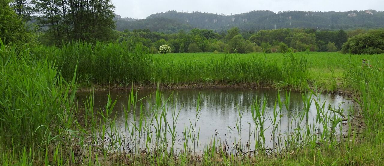 Ochránci přírody obnovili na šesti hektarech Sedmihorské mokřady v Českém ráji