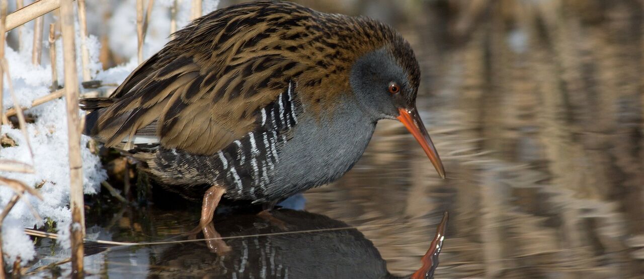 Nadační fond Veolia pomáhá obnovit Sedmihorské mokřady v Českém ráji