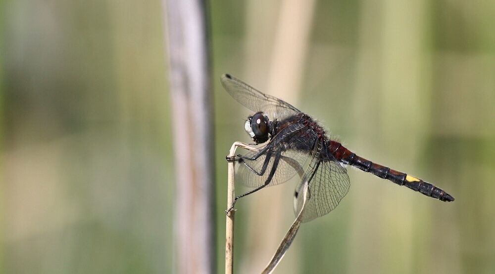 Na pomoc Cholupickému mokřadu