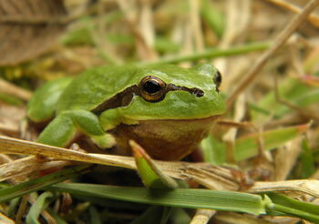 Školní tůň – nový biotop i výuková pomůcka