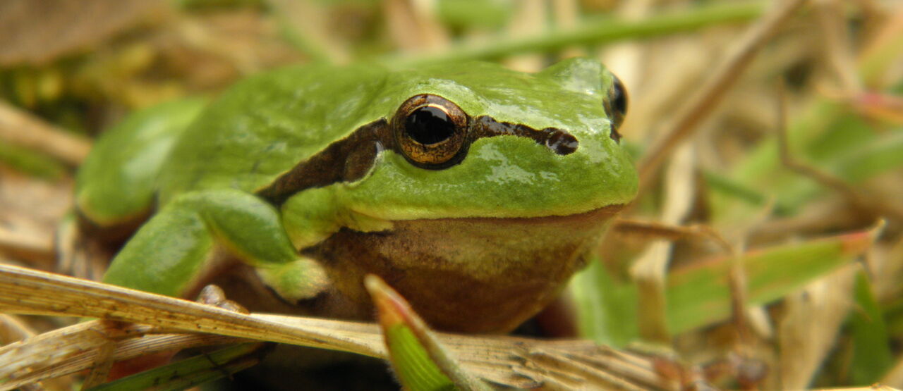 Školní tůň – nový biotop i výuková pomůcka