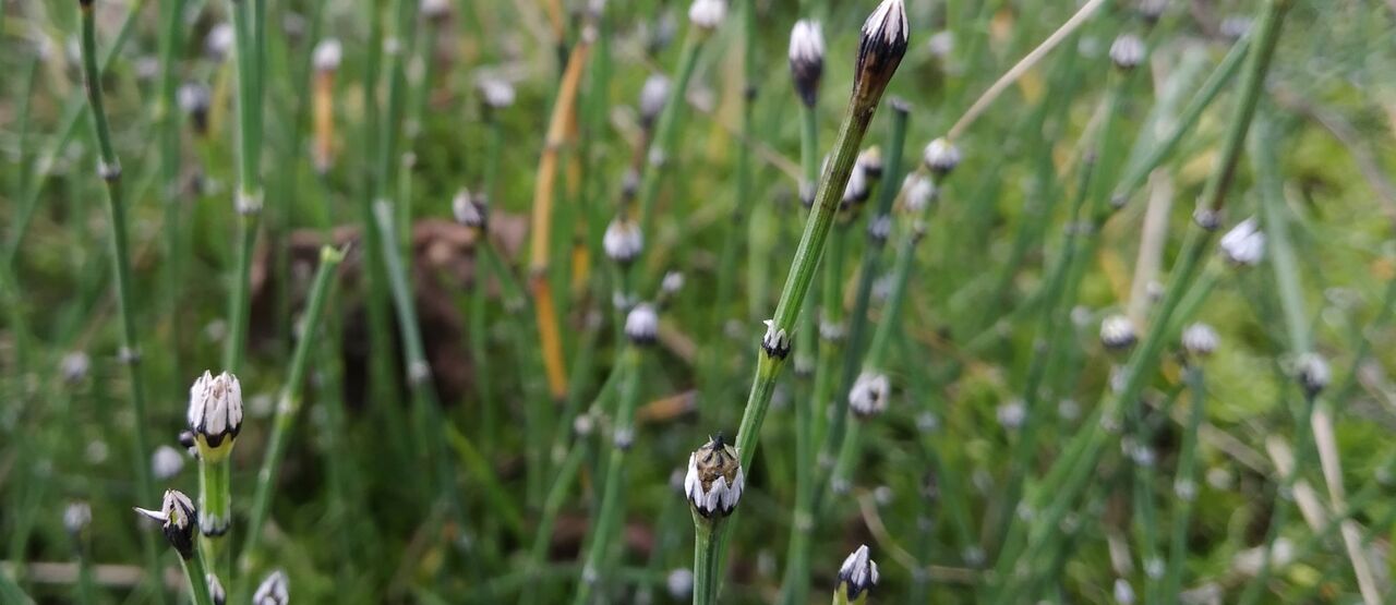Pomáháme vzácné přesličce!