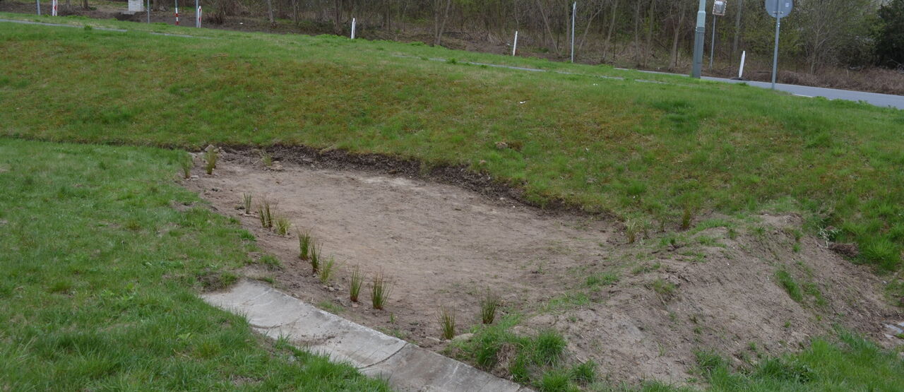 V Praze na Beránku vznikla dešťová zahrádka