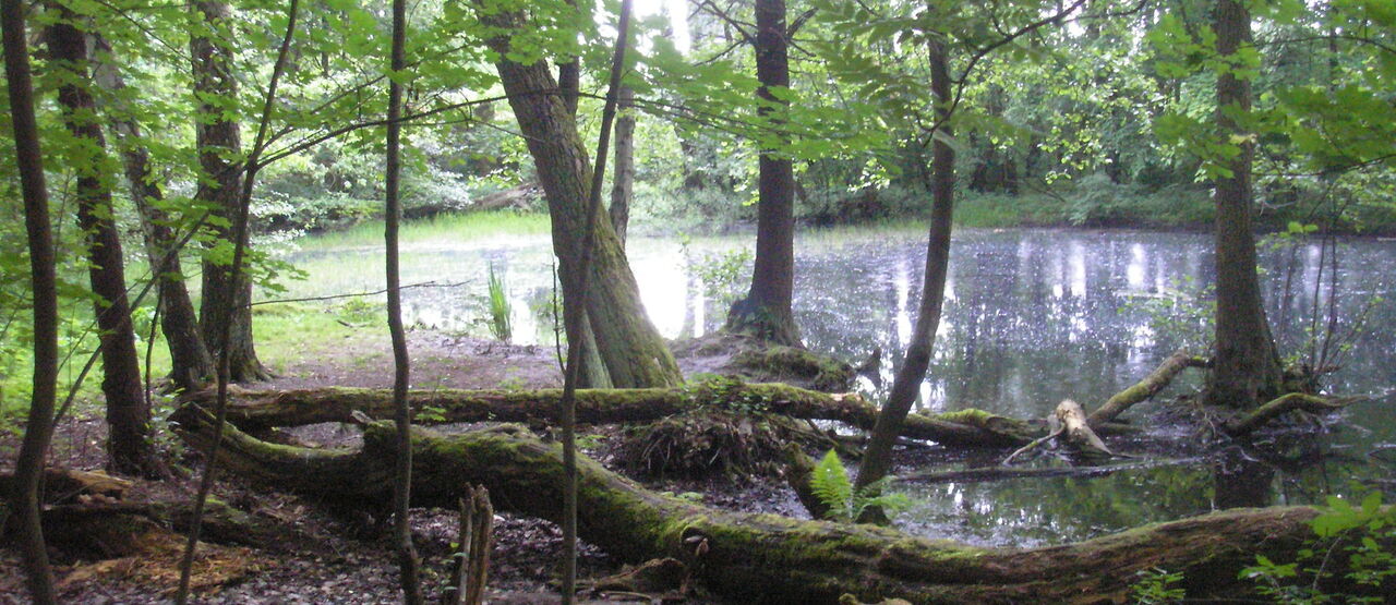 Projekt Vraťme vodu přírodě je stejně rozmanitý jako vodní prostředí, jehož obnovu podporuje.