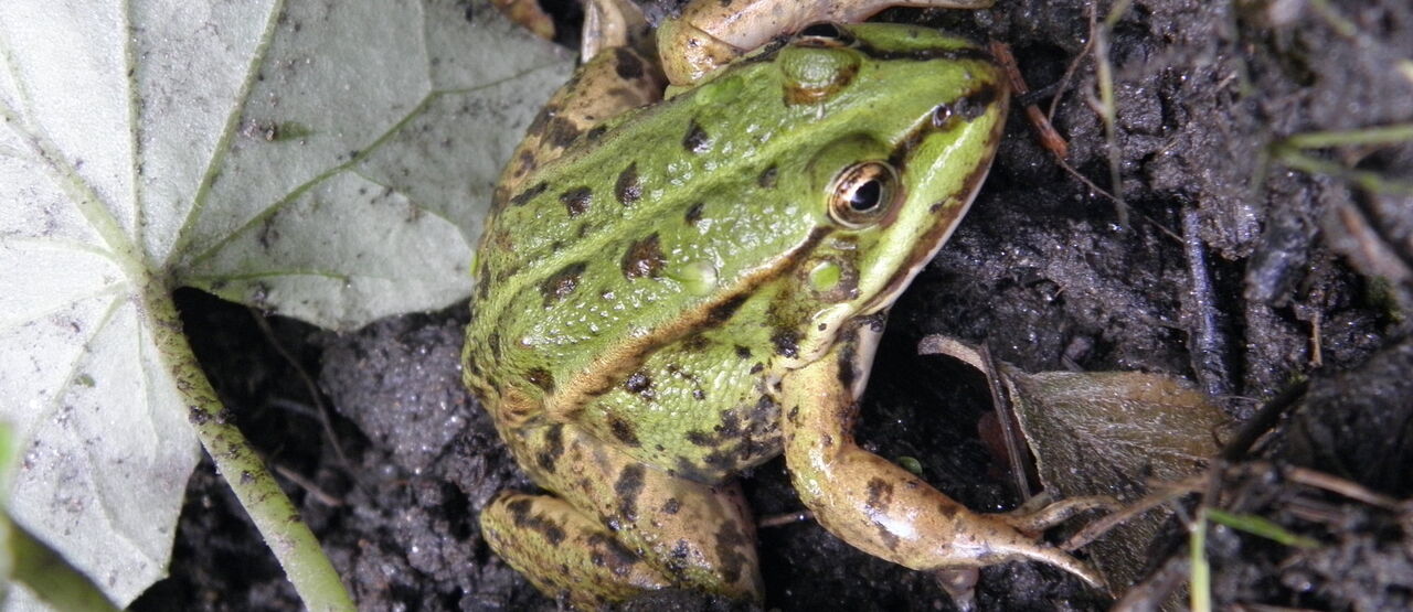 Zachraňujeme žáby před koly aut