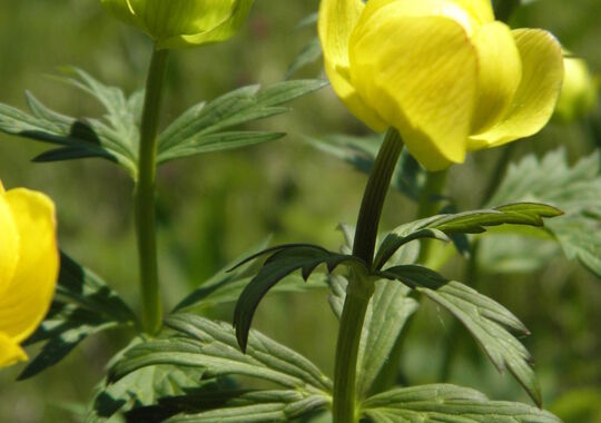 Výroční zpráva 2017