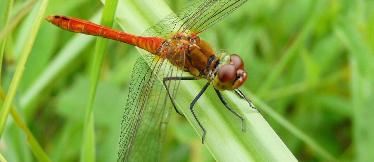 Nový nadační projekt Vraťme vodu přírodě