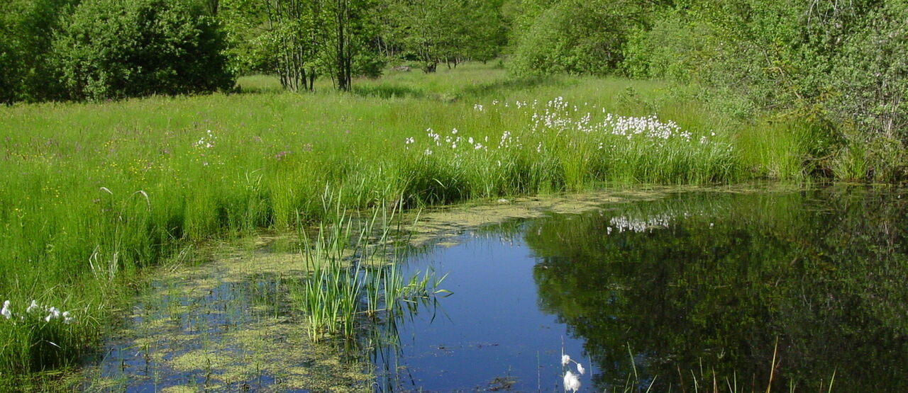 U Vlašimi vznikne nový mokřad s tůněmi