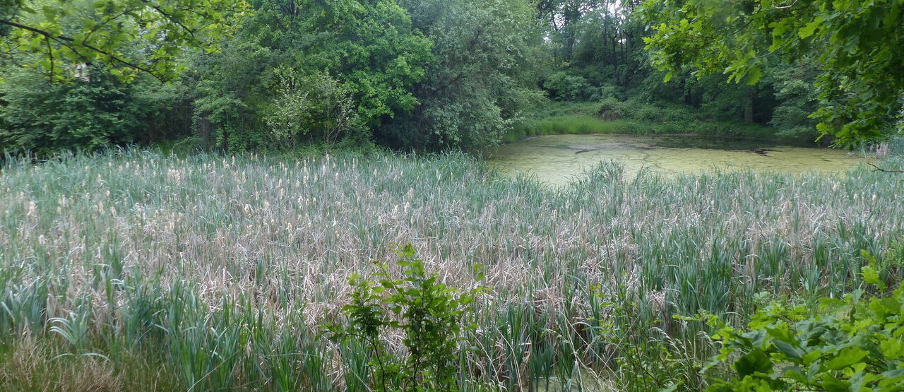 Dvě nová Místa pro přírodu na Karvinsku