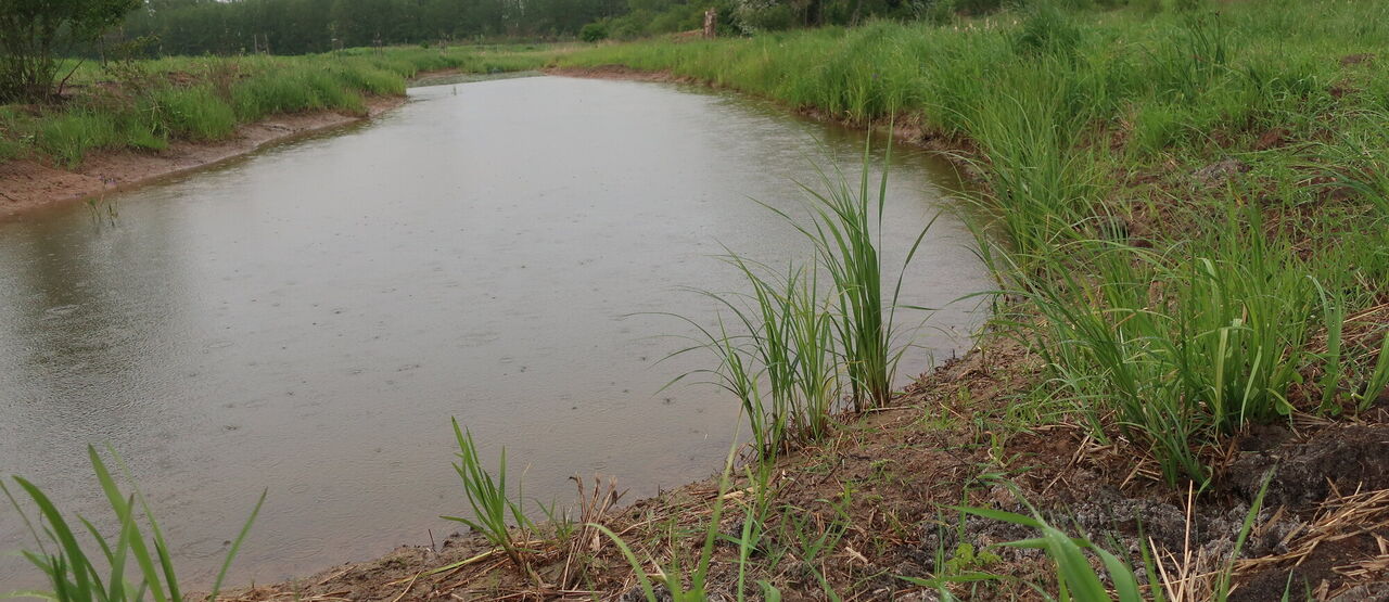 Nový mokřad u Poděbrad už zabydleli chránění živočichové