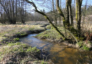 Unikátní mokřady na Jihlavsku novými Místy pro přírodu