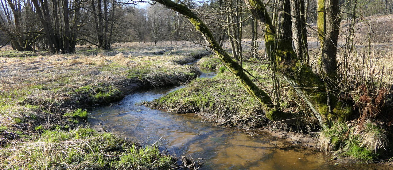 Unikátní mokřady na Jihlavsku novými Místy pro přírodu