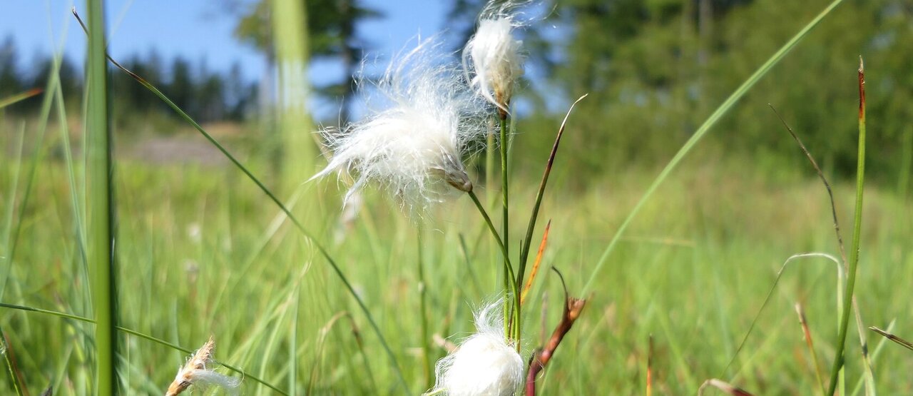 Příběhy zachráněných mokřadů dávají naději