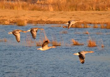 Nová tůň pro bukáčka malého vznikla na Opavsku i díky Minigrantům