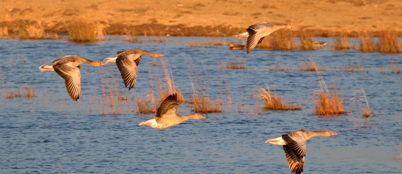 Nová tůň pro bukáčka malého vznikla na Opavsku i díky Minigrantům