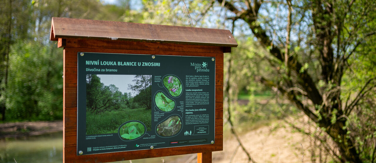 Znosimský mokřad: když se příroda vrací tam, kde jsme ji ztratili