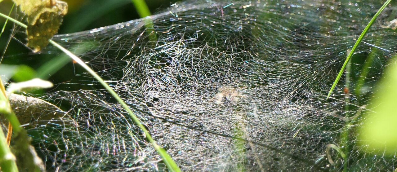 Skupina Veolia snižuje emise i díky mokřadům