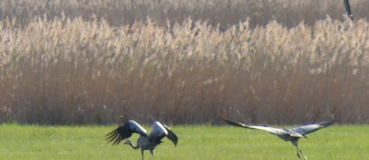 Solitérní vrby se vrátily na Vlčí hrdlo