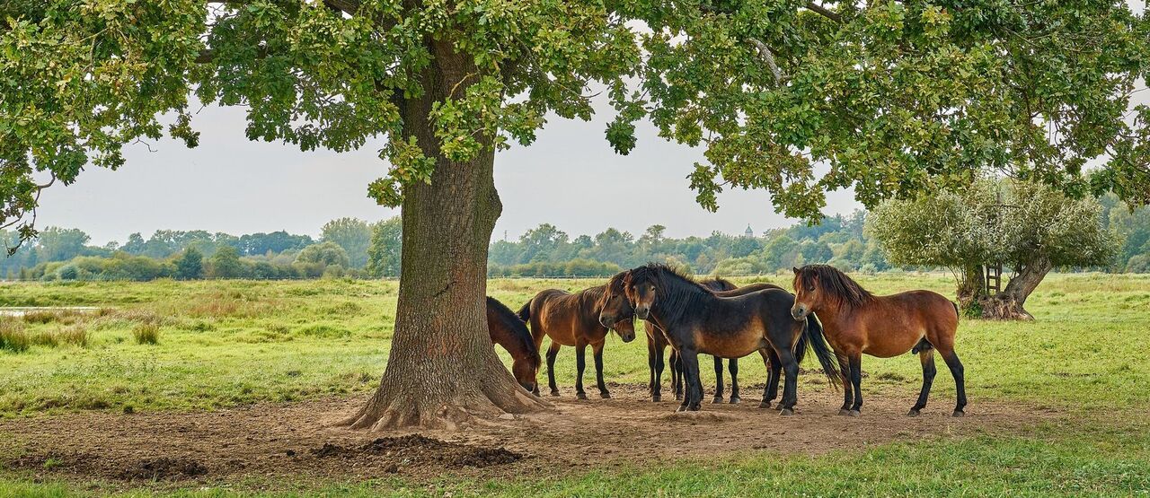 Josefovské louky součástí Vraťme vodu přírodě