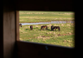 V ptačím parku Josefovské louky jsou dvě nové pozorovatelny pro veřejnost. Park letos slaví 20 let