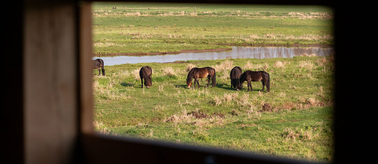 V ptačím parku Josefovské louky jsou dvě nové pozorovatelny pro veřejnost. Park letos slaví 20 let